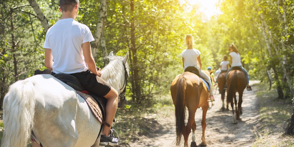 Essential Oils for Horses: A Natural Approach to Holistic Care - Mr ...
